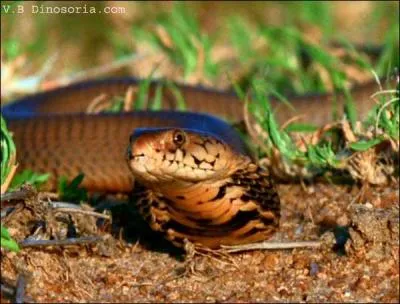 De quel serpent s'agit-il ?