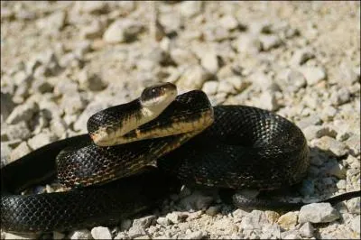 De quel serpent s'agit-il ?