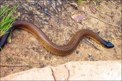 De quel serpent s'agit-il ?