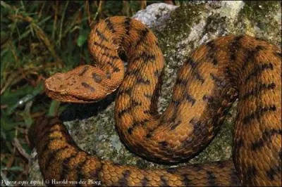 De quel serpent s'agit-il ?