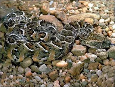 De quel serpent s'agit-il ?