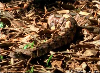 De quel serpent s'agit-il ?