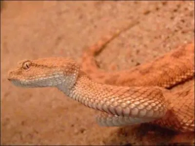 De quel serpent s'agit-il ?