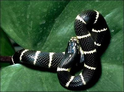 De quel serpent s'agit-il ?