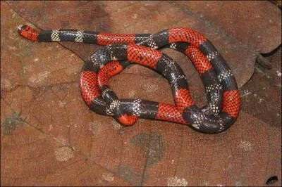 De quel serpent s'agit-il ?