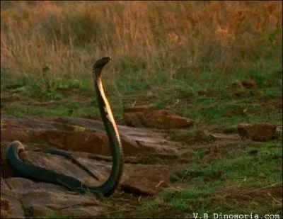 De quel serpent s'agit-il ?