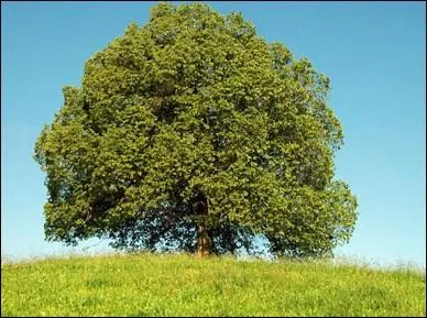 En ce moment, les arbres ont encore des feuilles.