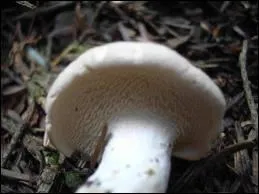 Quel est cet excellent champignon ?