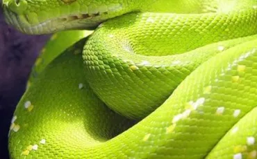 Quiz Serpents