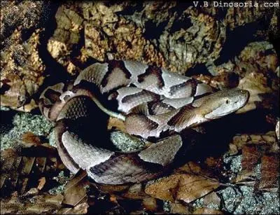 De quel serpent s'agit-il ?