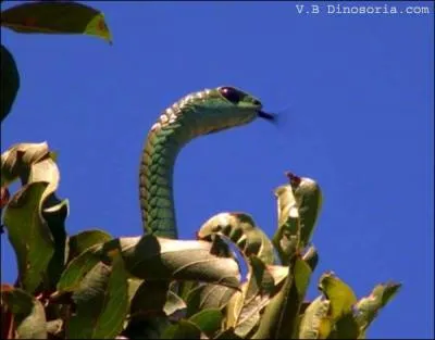 De quel serpent s'agit-il ?