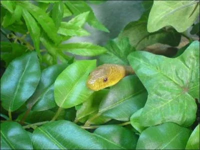 De quel serpent s'agit-il ?