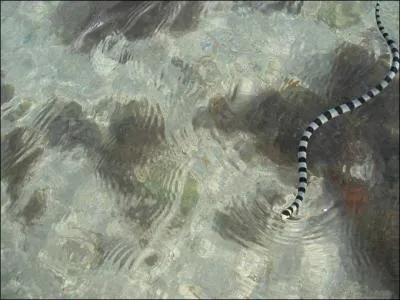 De quel serpent s'agit-il ?