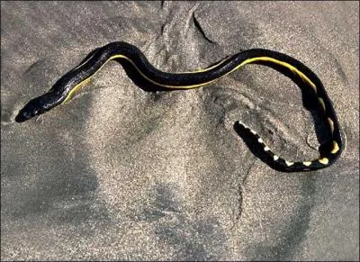 De quel serpent s'agit-il ?