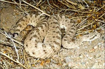 De quel serpent s'agit-il ?