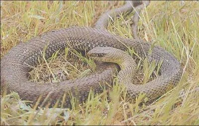 De quel serpent s'agit-il ?