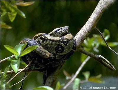 De quel serpent s'agit-il ?