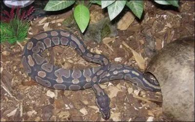 De quel serpent s'agit-il ?