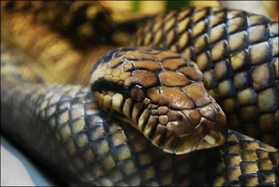 De quel serpent s'agit-il ?