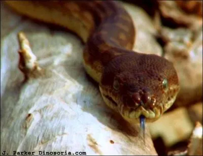 De quel serpent s'agit-il ?