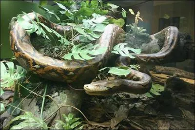 De quel serpent s'agit-il ?