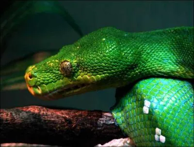 De quel serpent s'agit-il ?