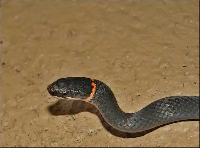 De quel serpent s'agit-il ?