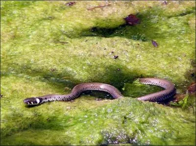 De quel serpent s'agit-il ?