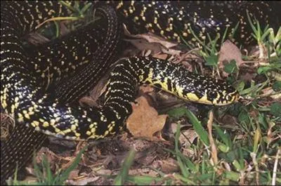 De quel serpent s'agit-il ?