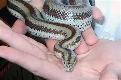 De quel serpent s'agit-il ?