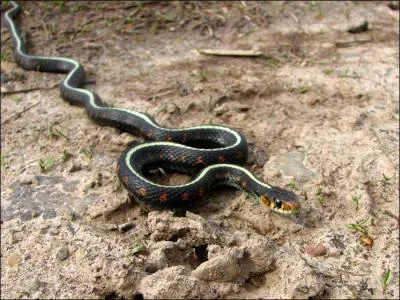 De quel serpent s'agit-il ?