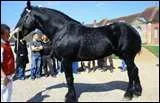 Le Trait Percheron est :