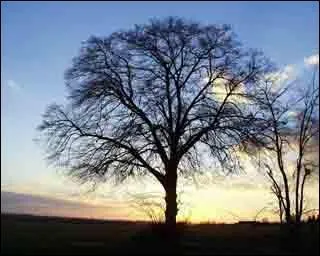 Quel est cet arbre ?