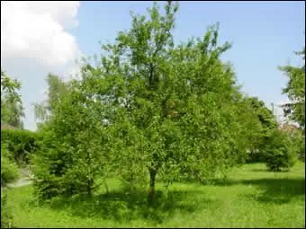 Quel est cet arbre ?