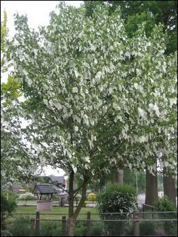 Quel est cet arbre ?