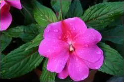 Laquelle de ces trois plantes reste fleurie durant tout l'�t� et tout l'automne ?