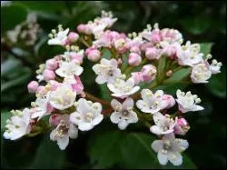 Comment se nomme cet arbuste dont les fleurs persistent une grande partie de l'hiver ?