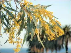 A quelles dates les mimosas les plus robustes ont-ils des fleurs ?