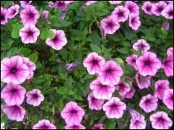 A quelle condition les p�tunias restent-elles en fleurs jusqu'en automne ?