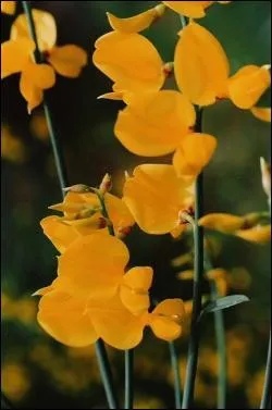 De quelle couleur est le gen�t d'Espagne, seule esp�ce � fleurir durant toute l'ann�e ?