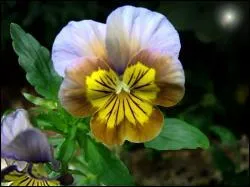 La pens�e fleurit toute l'ann�e , sauf durant une p�riode . Laquelle ?