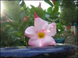 L'une de ces saisonni�res fleurit entre mai et les gel�es : Laquelle ?