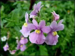 Si vous installez la 'n�m�sia fruticans ' dans vos plates-bandes, � quelle p�riode va-t-elle fleurir ?