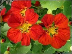 Les capucines fleurissent d�s les premiers jours de l'�t� , mais jusqu'� quand ?