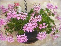 Quels sont ces grands classiques des jardini�res, en fleur de mai � novembre ?