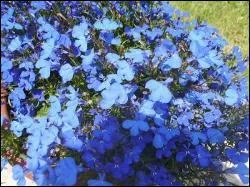 Le lob�lia s'ouvre d�s mai. A quel moment cesse la floraison ?