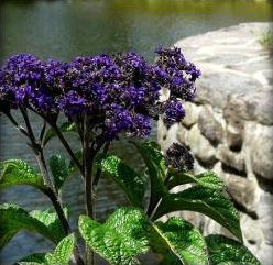 Quiz Fleurs