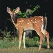 Quel est le nom du petit de la biche et du cerf ?