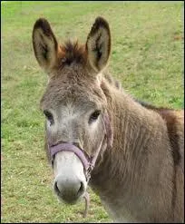 Quel est le cri de l'ne ?