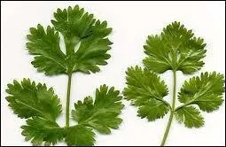 Elle ressemble un peu au niveau des feuilles au persil, elle peut atteindre 50 cm et est appele punaise mle en raison de l'odeur qu'elle dgage, c'est :